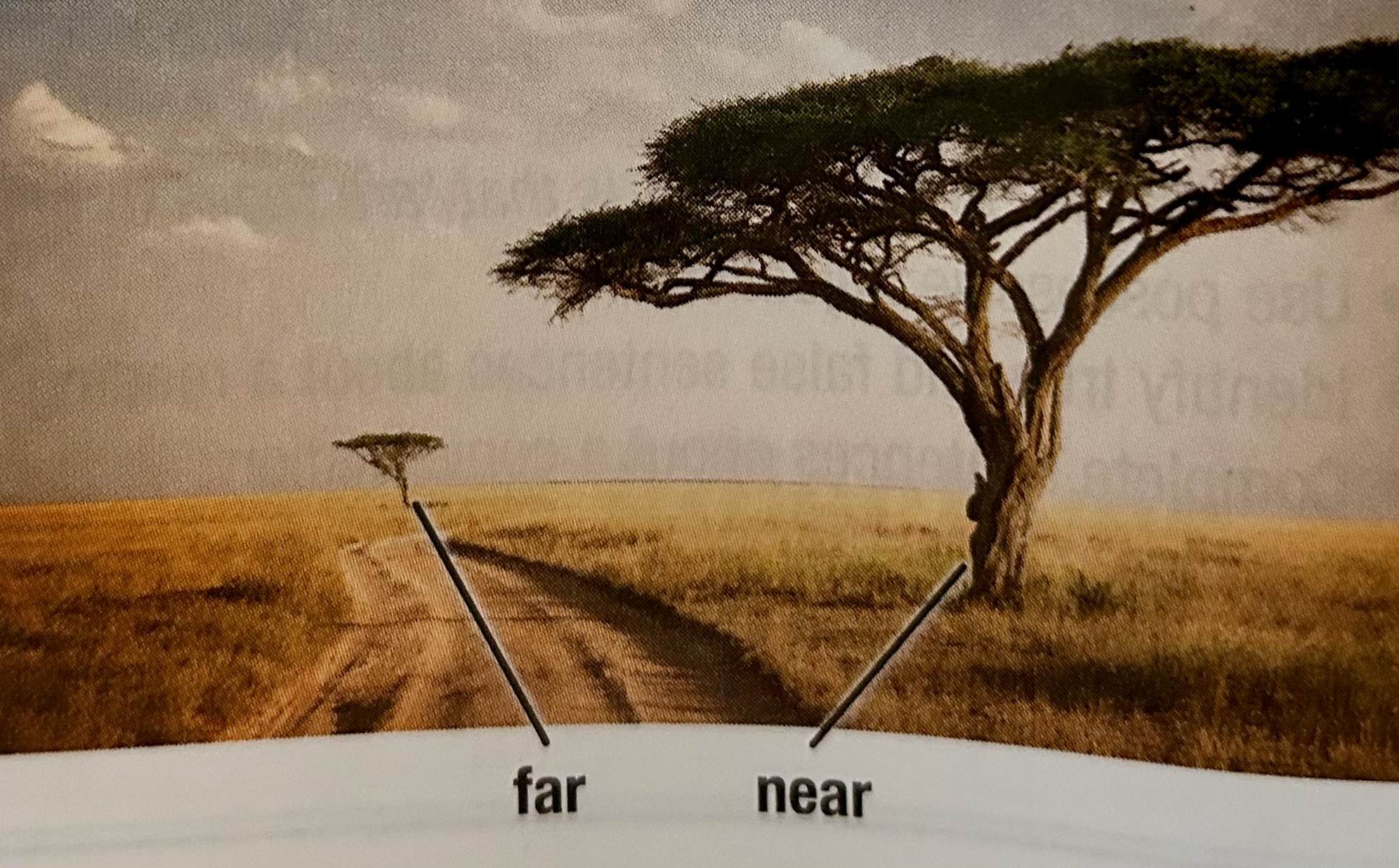 african plains tree in the foreground is near and tree in the background is far